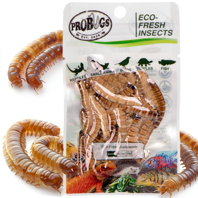 ProBugs Eco-Fresh Superworm - 15 maišelių