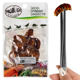 ProBugs Eco-Fresh - larve di baco da seta fresche