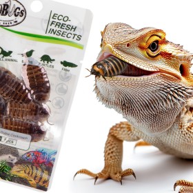 ProBugs Eco-Fresh Dubia - 15 sachets