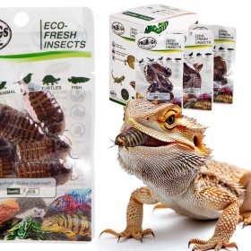 ProBugs Eco-Fresh Dubia Cockroach 15 saszetek