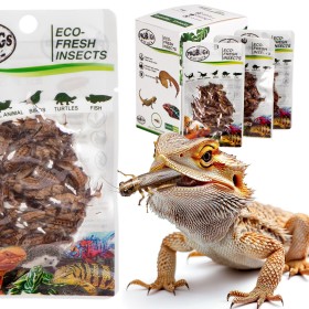 ProBugs Eco-Fresh Cvrčky - čerstvé cvrčky