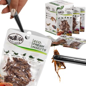 ProBugs Eco-Fresh Gräshoppor - färska gräshoppor