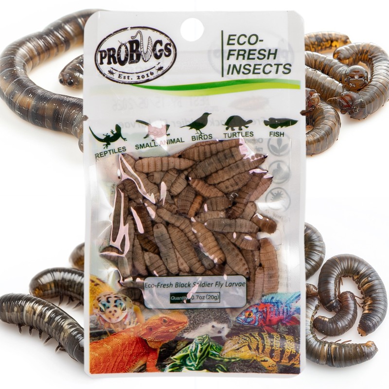 ProBugs Eco-Fresh Zwarte Vlieg Larven