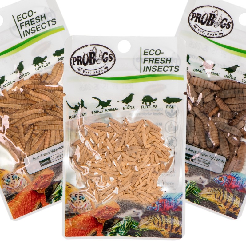 Probugs: Set for Reptiles and Amphibians