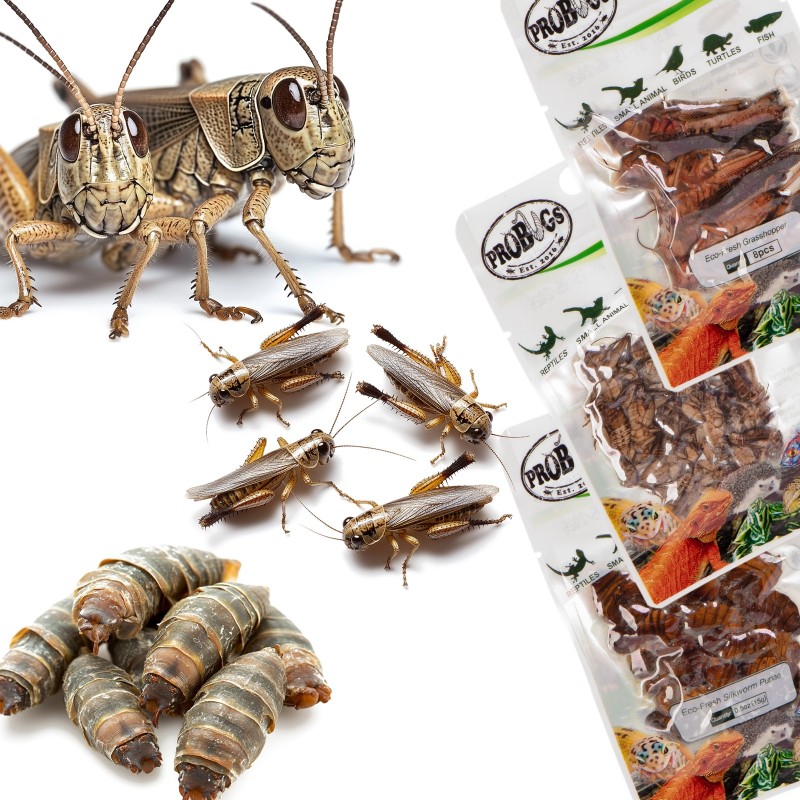 Probugs Reptielen Set - Gezonde Voeding