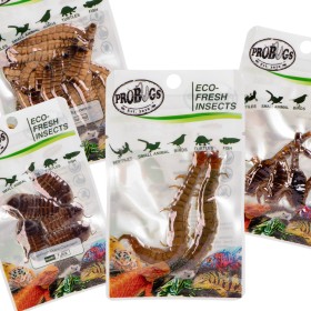 Probugs Big Reptiles Set - zestaw robaków