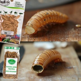 ProBugs Eco-Fresh Riceworm 15g - Karmówka dla Zwierząt